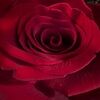 lorianne_w